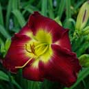 Running To You Daylily